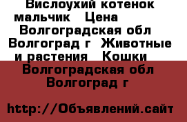 Вислоухий котенок мальчик › Цена ­ 2 000 - Волгоградская обл., Волгоград г. Животные и растения » Кошки   . Волгоградская обл.,Волгоград г.